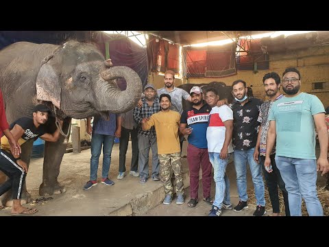 Elephant Village Of Jaipur | Rarest Elephant Breed India.