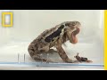Bombardier Beetles Squirt Boiling Anal Chemicals to Make Frogs Vomit | National Geographic