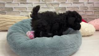 トイプードルの動画01