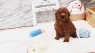 Video preview image #1 Poodle (Toy) Puppy For Sale in SAN FRANCISCO, CA, USA