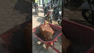 Download lagu ra minggir tabrak #short #qurban mp3 Download lagu ra minggir tabrak #short #qurban mp3