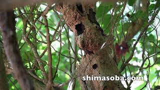 アカショウビン子育て真っ盛り(動画あり)