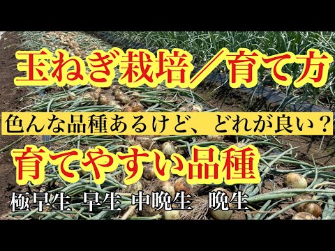 園芸 玉ねぎに関するよくある質問