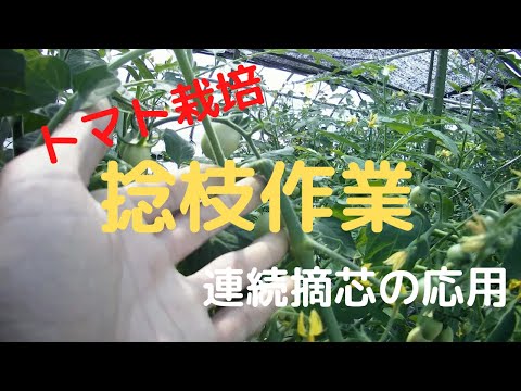 , title : '【トマト水耕栽培】連続摘芯の応用・捻枝作業'