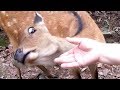 funny-animal-attacks-21-06-2017