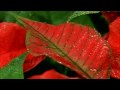 Mahima Mahima Hindi Christian Song