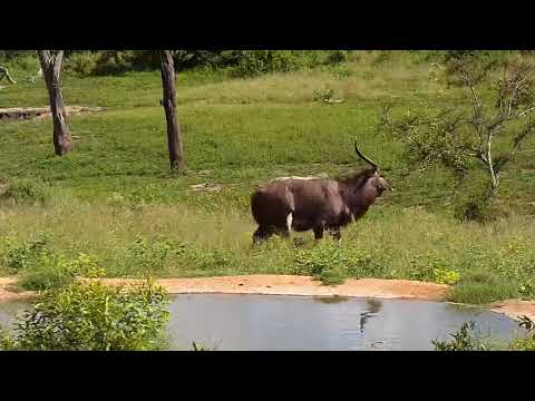 Djuma: Nyala bull - 08:20 - 12/20/20