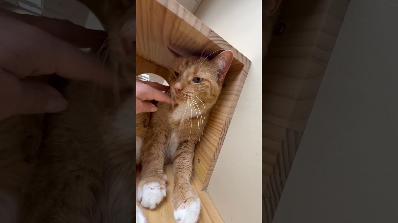 Enlarge Socks, a Adoptable mixed breed in Oshkosh, WI video 5/5