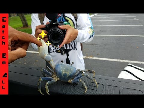 CRAB PINCH TEST! How hard do Crabs actually pinch CATCH and COOK