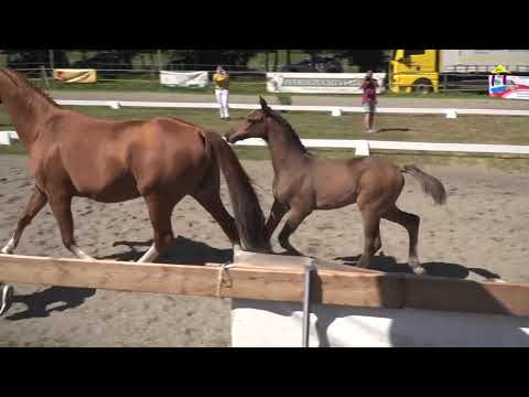 04 Unglaublich v. Uno I - Golden Joy J