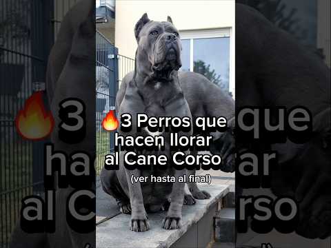3 DOGS that MAKE the CANE CORSO CRY🔥#dogs #dogbreeds #dog #canecorso #kangal #strongdogs
