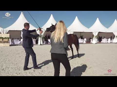 N 55 D KHAIR   Prague 2020   Intercup   4 6 Years Old Stallions Class 10