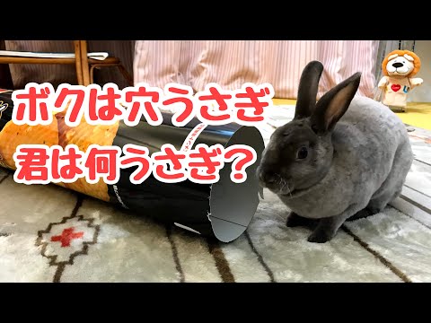 野ウサギの特徴 野ウサギの特徴