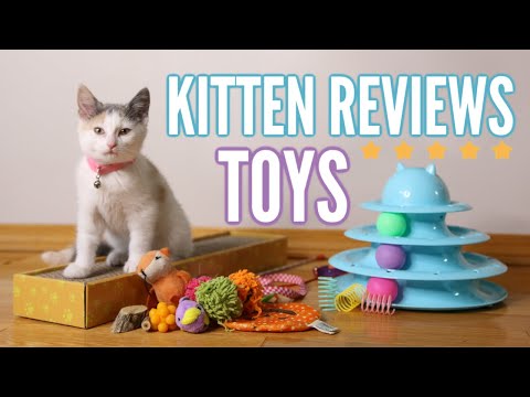 Kitten Reviews Toys 🐱