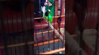 Download lagu cucak ijo medan gacor jamtrok‼#viral #trending #kicaumania #cucakijo #cucakijogacor #masteran #fyp mp3 Download lagu cucak ijo medan gacor jamtrok‼#viral #trending #kicaumania #cucakijo #cucakijogacor #masteran #fyp mp3