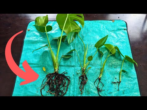 Separate your Monstera roots like this! | #communityquestions