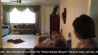 Aggressive Dog, No Worries! - Bark Busters Home Dog Training of Fort Myers - Patrick Logue