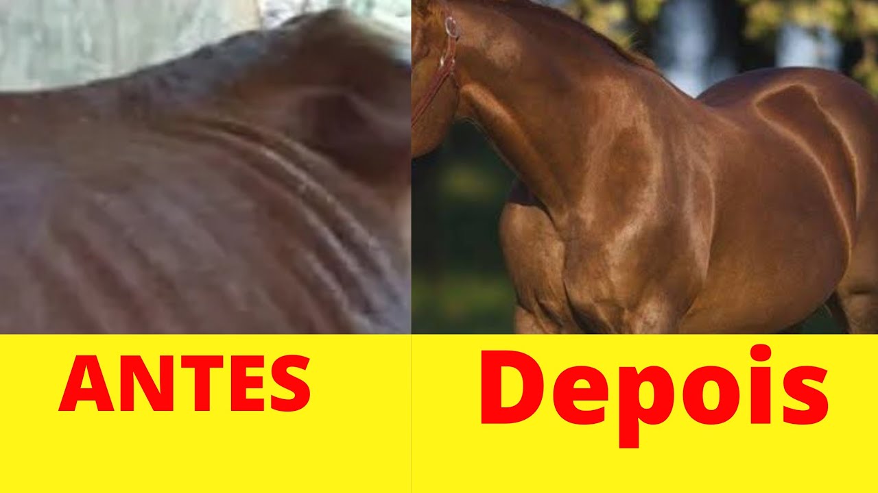 Watch Now Como Engordar O Cavalo Gastando Pouco Como Engordar O Cavalo Gastando Pouco