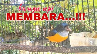 Download lagu KEMADE BUNGA API EMOSI MEMBARA. pancingan paling tepat burung malas bunyi dan cocok untuk pikat. mp3 Download lagu KEMADE BUNGA API EMOSI MEMBARA. pancingan paling tepat burung malas bunyi dan cocok untuk pikat. mp3