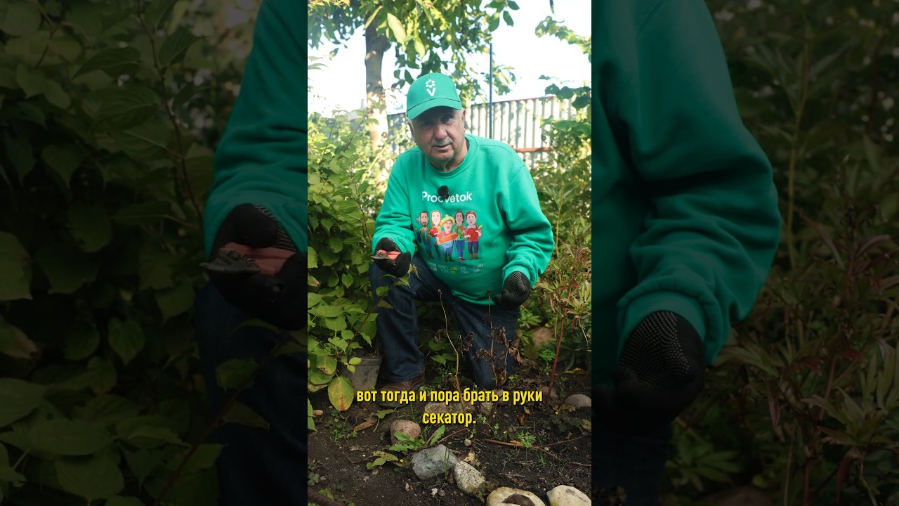 Не вздумайте так обрезать пионы осенью, иначе пышного цветения не будет!