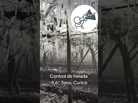 🥶🌡️ Teno registra -4,6 °C y agricultores protegen sus cultivos de las heladas