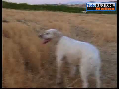 Parte un colpo dal fucile, cacciatore 53enne di Campolieto ferito al polpaccio -...