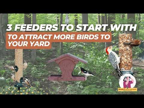 3 Best Bird Feeders to Start With for a Bird-Friendly Backyard