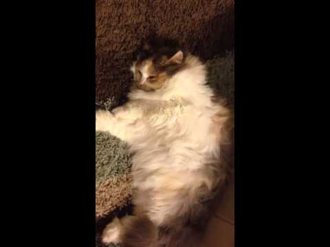 My Cat Chammo and Son Hussain Abbas Rizvi 23 months