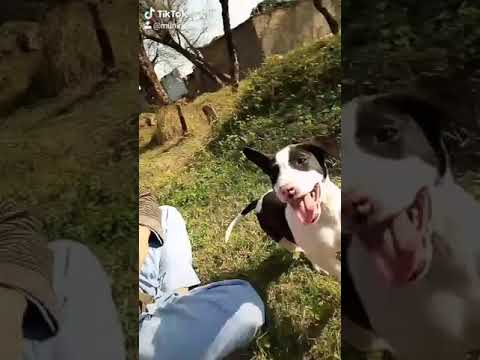 Munir funny videos dog