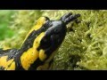 Mlok skvrnitý-Salamandra salamandra-Salamander ...