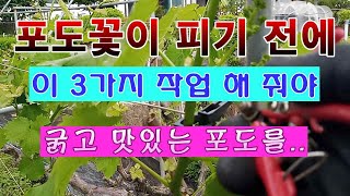 [텃밭농부 1,452]  포도꽃이 피기 전에 꼭 해 줘야 하는 필수 작업3가지. #포도재배