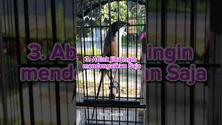 Download lagu Mengatasi Cendet Miyik #cendetmiyik  #kicaumania mp3