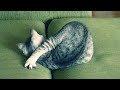 😂 Funniest Cats and Dogs Videos 😺🐶 || 🥰😹 Hilarious Animal Compilation №321