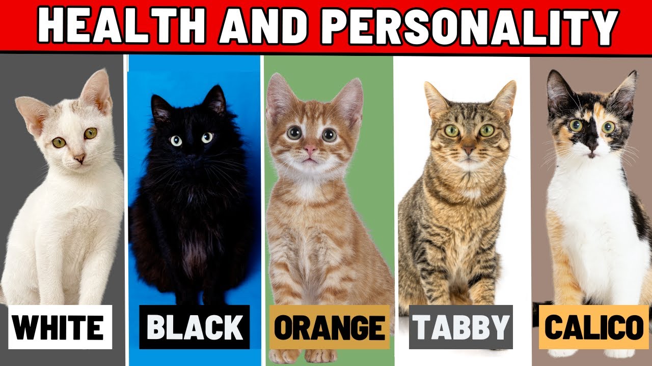 What Your Cat's Color Says About Their Personality and Health