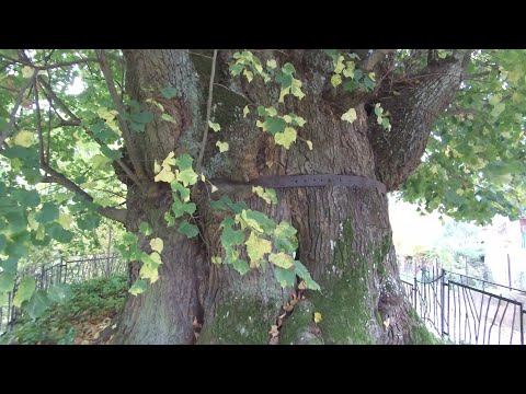 The thousand-year-old linden tree in the village of Tatobity (4K)