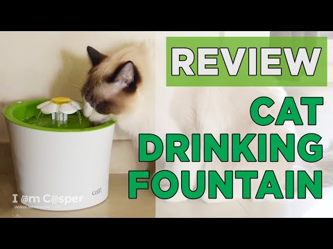 Cat Drinking Fountain - Cat Review of Catit Flower Fountain