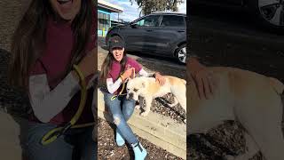 Video preview image #1 Bulldog Puppy For Sale in Pasadena, CA, USA