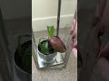 My Mango Tree Has Grown A Fruit