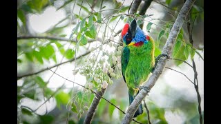 Download lagu Takur Tutut atau Red-crowned Barbet  (Megalaima Rafflesii) mp3