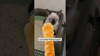 Download lagu Jom tengok mana satu paling tahan bau busuk! ππ± mp3 Download lagu Jom tengok mana satu paling tahan bau busuk! ππ± mp3