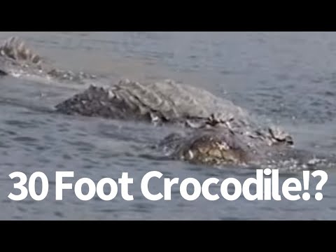 30 Foot Crocodile Seen in Philippines