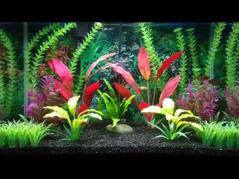 20 Gallon High Aquarium Update! Betta Community Tank.