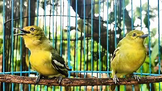 Download lagu (Suara Burung Sirtu Cipoh Gacor) Jantan Dan Betina 1 Kandang mp3