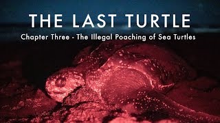 The Last Turtle | Ep.3, The Illegal Poaching of Dominica's Sea Turtles