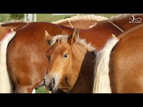 download lagu mp3 mp4 Association Nationale Du Cheval De Trait Comtois, download lagu Association Nationale Du Cheval De Trait Comtois gratis, unduh video klip Association Nationale Du Cheval De Trait Comtois
