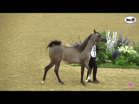 N 234 GHALEB AL JOOD   Qatar National Arabian Horse Championship 2022   Yearling Colts Class 6A