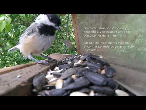 Birds at My Bird Feeder:  Black-capped Chickadee