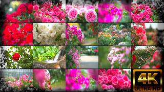 【4K HDR】京成バラ園 Keisei Rose Garden｜A Colorful World of Roses in Full Bloom