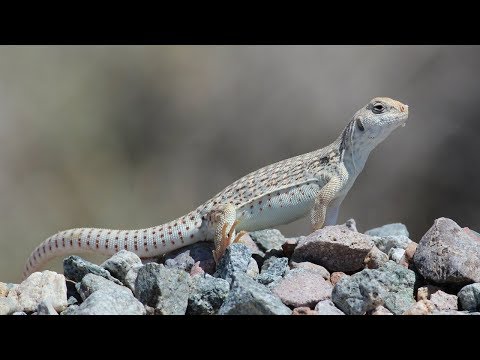 DESERT IGUANA  #Dipsosaurus dorsalis