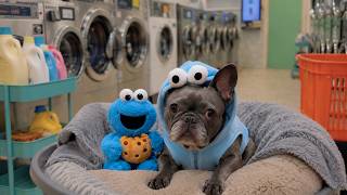 【海外永住男の愛犬ガチガチ溺愛ライフ】パジャマ専門店で店員さんもメロメロ!